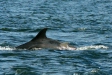 Bottlenose Dolphin